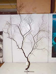 black coral gulf of mexico