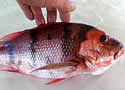 blackredfish