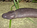 blindsnake