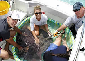 blood sample Stingray city