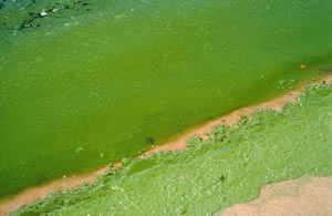 blue Green algae