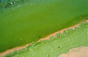 blue Green algae