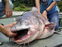 bluecatfish
