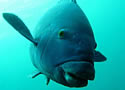 bluegrouper