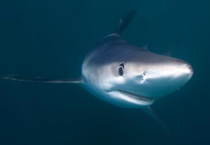 blue shark finning