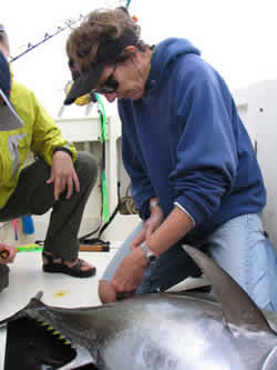 blue tuna tagging