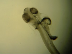 bluefin tuna Larvae umami
