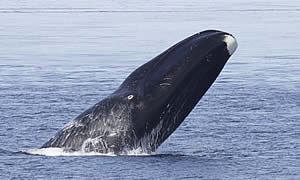 bowhead whale