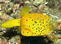 boxfish