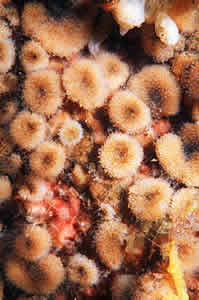 bryozoan