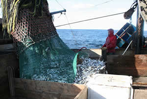 butterfish bycatch satellite