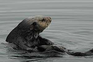 california sea otter