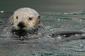 california sea otters