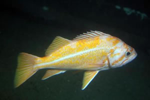 canary rockfish