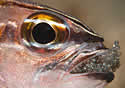cardinalfish