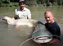 catfishilargewels