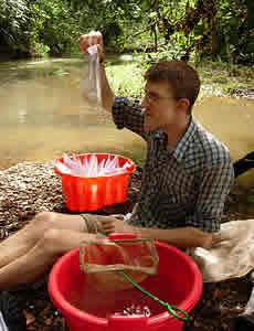 chip small incubating fish