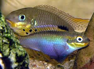 cichlid female purple shade pelvic fin