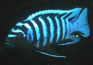 cichlid fish
