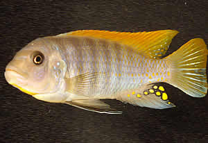 cichlid swimming