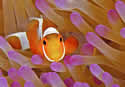 clownfish