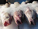 codfish