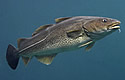 codgenes