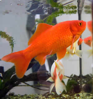 common goldfish