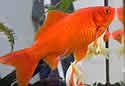 commongoldfishsm
