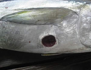 cookie cutter shark bite