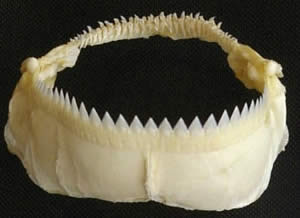 cookie cutter shark jaw