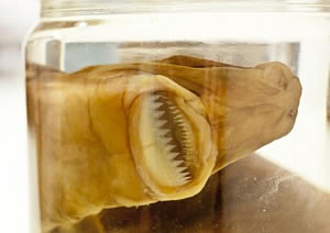cookie cutter shark specimen