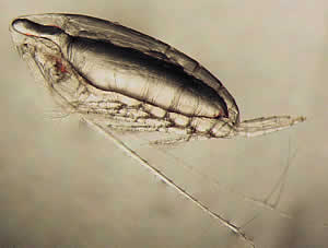 copepod