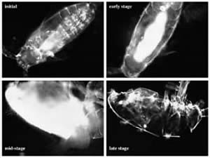 copepod Acartia tonsa carcasses