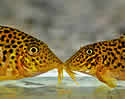 copycatcatfish