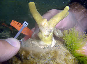 coral contact seaweed