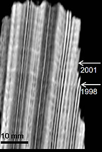 coral ct scan growth rings