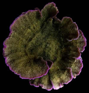coral growth color margins montipora