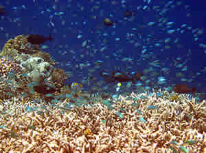 coral reef fish