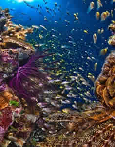 coral reef fish human