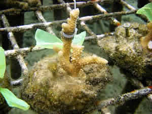 coral seaweed chemical warfare