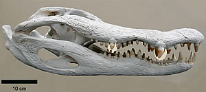 crocodile jaw bit force