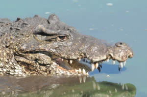 cuban crocodile