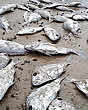 deadsnapper