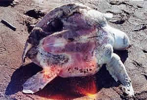 dead turtle costa rica