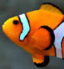 deafclownfishsm