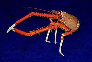 deep sea crab