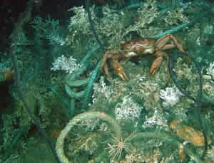 deep Sea trawl entangled coral