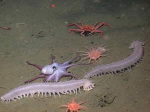 deep ocean creatures
