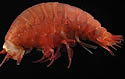 deepseafishdiscovery